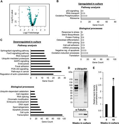 A scRNA-seq Approach to Identifying Changes in Spermatogonial Stem Cell Gene Expression Following in vitro Culture